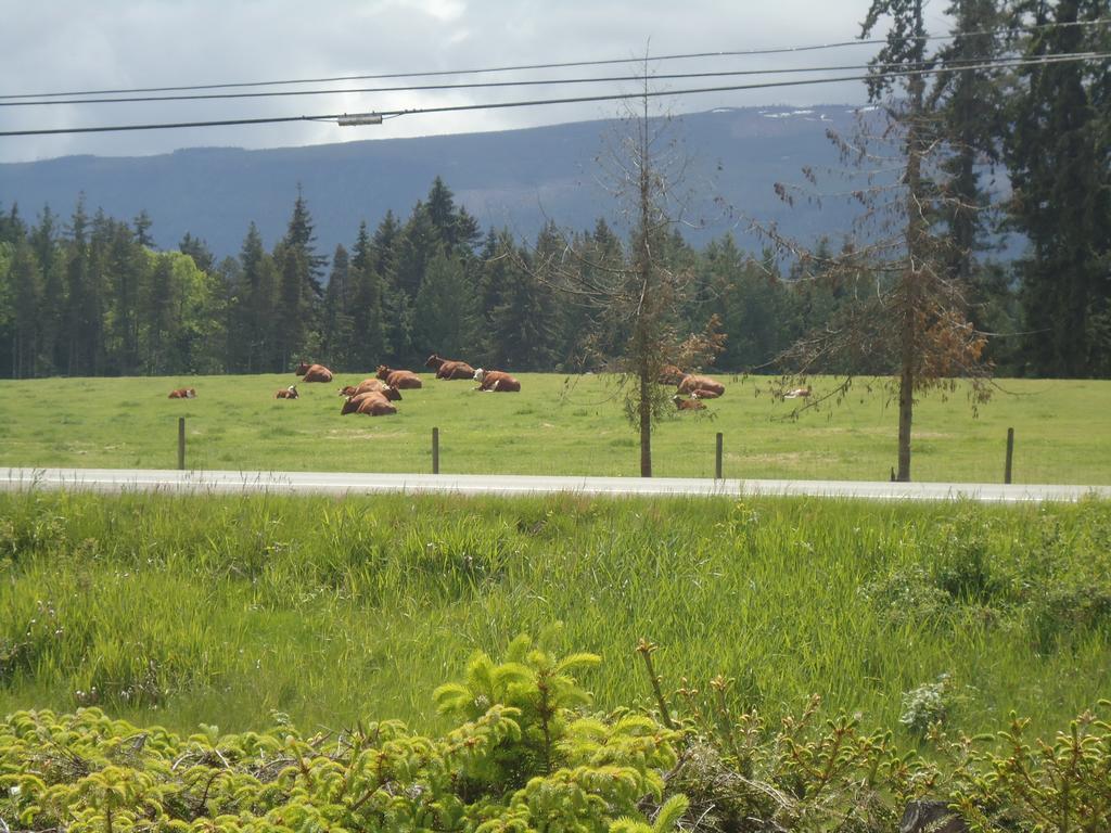 Cedar Song B&B Parksville Exteriör bild